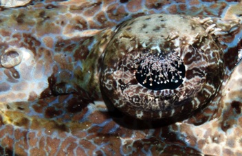 Crocodile fish eye
